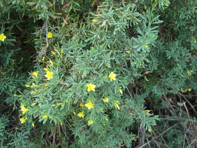 Hypericum russegeri (Fenzl) R. Keller.